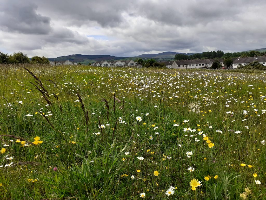 Tymon Park Flowering Meadow