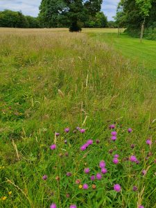 Centaurea nigra. Mown grass path next to Wildflowers - Credits: Maria Long