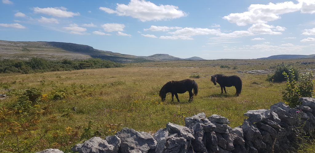 Horses Grazing in Orchid Rich Calcareous Grassland