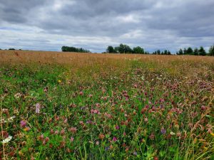 A colourful species-rich semi-natural grassland with many wild flowers. Red clover, Self heal, orchids and Ox-eye daisies grow among Sweet vernal grass