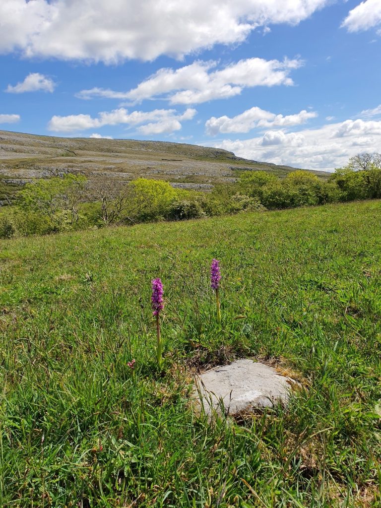 Orchids on the Burren